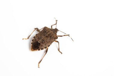 closeup of a bedbug (Cimex lectularius) on a white background clipart