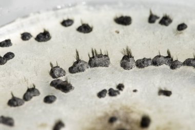 Birçok bitki türünü etkileyen bir nekrotrofik mantar olan agar kabında büyüyen Botrytis cinerea 'nın ayrıntılı bir makro görüntüsü, üzüm bağlarında yaygın olarak görülen bir sorun.