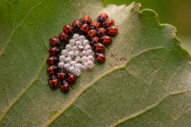 Bir bitkinin üzerine yeni yumurtadan çıkmış kahverengi kokulu böceklerin (Halyomorpha halys) aşırı yakın plan görüntüsü. Bahçeleri ve ekinleri istila eden sıradan bir baş belası..