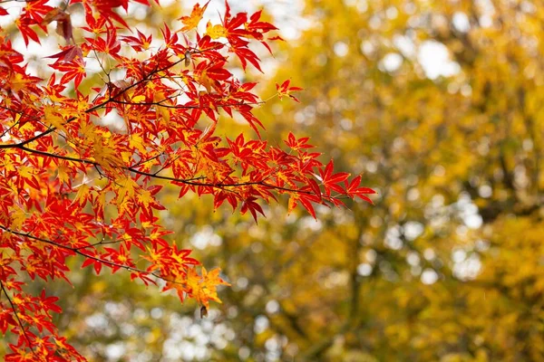 Ramas Con Hojas Arce Rojo Amarillo Otoño — Foto de Stock