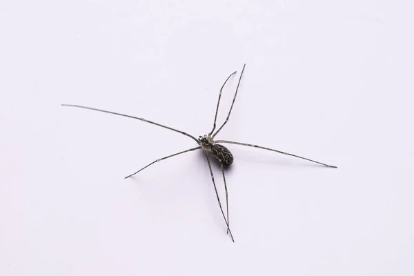 Apuci Hosszú Lábai Pók Közelről Háttal — Stock Fotó