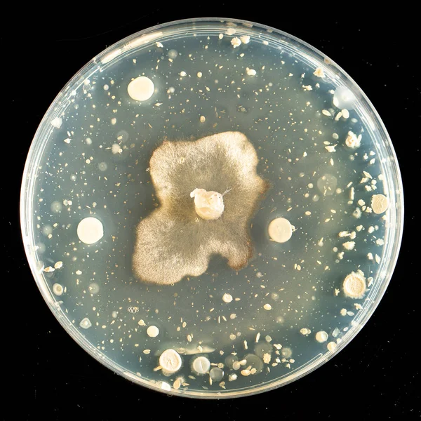 Closeup Top View Clinical Bacteria Sample Cultivated Agar Dish Isolated — Stock Photo, Image