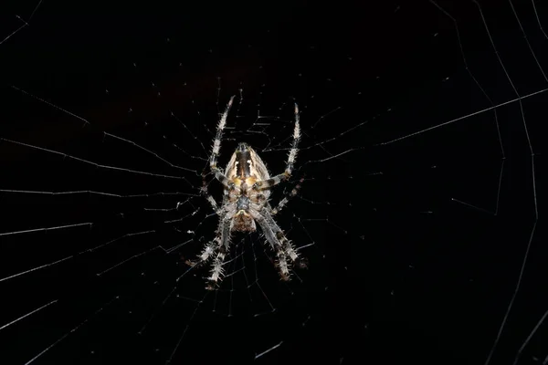Çapraz Örümcek Alt Görünümü Kapat — Stok fotoğraf