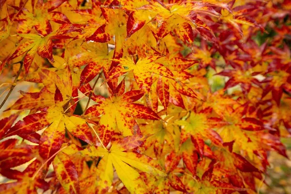 Détail Des Feuilles Érable Jaune Rouge — Photo