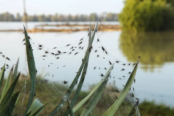 Spiderweb Que Cubre Planta Aire Libre — Foto de Stock