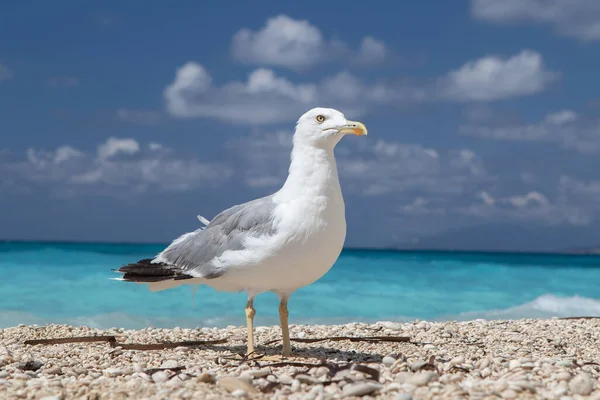 A close up, front and side view of a friendly common seagull (Larus argentatus), feathered marine bird standing on a coastal waterfront with blue sky and copy-space.