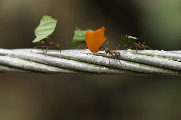 Vier Mieren Leveren Kleine Stukjes Blad Metaaldraad — Stockfoto