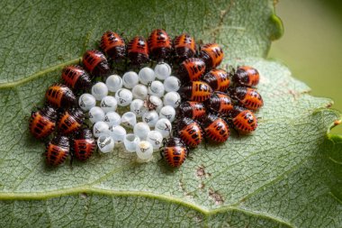 Yumurtadan yeni çıkmış pis kokulu böcekler (Halyomorpha halys) yeşil bir yaprak üzerinde boş yumurta kabuklarının etrafında toplanırlar. Bahçede istilacı haşereler.
