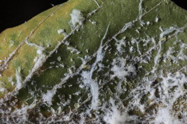 Küf yayılmış bitki yaprağının makro görüntüsü