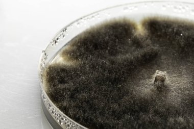 Petri kabında koyu yosun. Yaklaş.