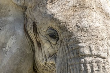 Olgun bir Afrika filinin gözündeki aşırı yakın çekim. Buruşuk ve sert cilt büyük bir memelinin önünden görünüyor..