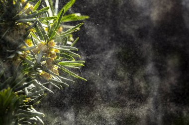 Tozla kaplı ladin dalları