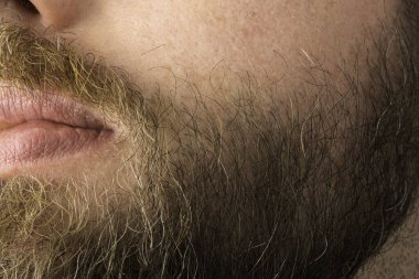 Erkek sakalı yakın, erkek sakalı.