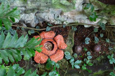 Ormanda bulunan olgun bir zambak (Rafflesia arnoldii) çiçeğinin yakın çekim ve yüksek açılı görüntüsü..