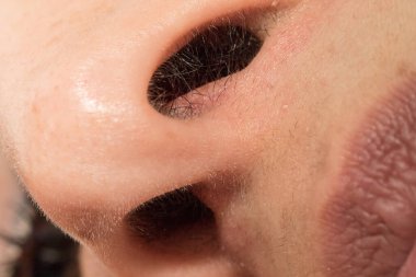 A closeup view of nose hairs inside the nasal cavities of a Cauc clipart