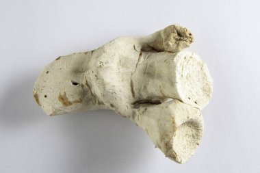 Iris Germanica 'nın Macro' su beyaz arka planda izole edildi