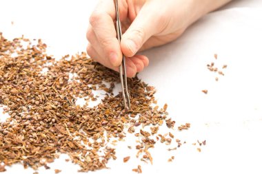 Kurumuş bitki örneklerini cımbızla alan bir bilim adamının yakından görüntüsü, temiz beyaz bir arkaplanda izole edilmiş..