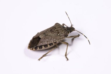 Halyomorpha halys 'in Macro' su, A olarak bilinen marmorata tahtakurusu.