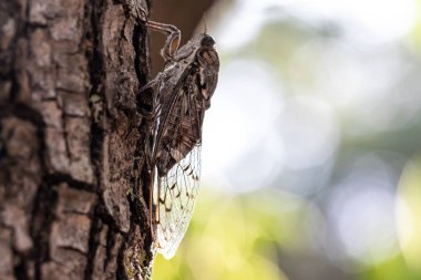 A closeup and side profile view of a Cicada, a flying bug in the Hemiptera order (true bugs). At rest on a tree trunk. With visible transparent wings and brown hairy body. clipart