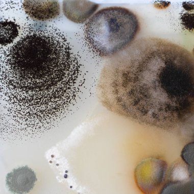 Bir biyokimya laboratuarının içinde bulunan ve fotokopi için yeri olan bir agar kabında yetişen mikroorganizmaların yakın görüntüsü..