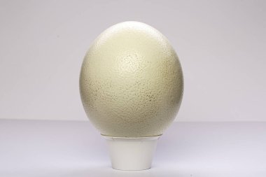 Yalnız beyaz tavuk yumurtası.