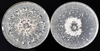 Sklerotinia minör tarım kültürü sklerotia biçiminde olsun ya da olmasın