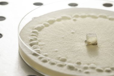 Petri kabında sklerotia ske ile küflenmiş Botrytis cinerea örneği