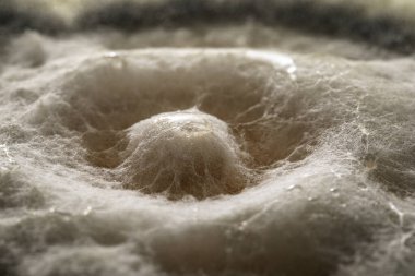 Botritis cinerea inoculum, gri küflü, labirentte yetişmiş.