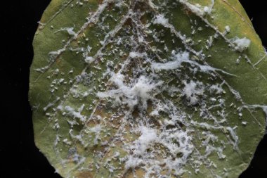 Siyah zemin üzerinde küflenmiş istila edilmiş yeşil yaprak