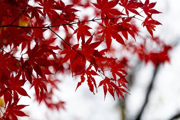 Branches Red Maple Leaves Autumn — Stock Photo, Image