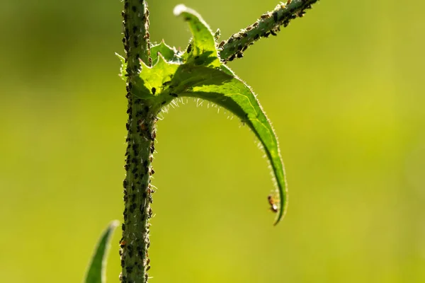 식물에 곤충들 — 스톡 사진