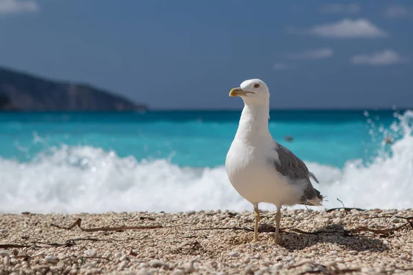 Közelkép Egy Büszke Kinézetű Európai Heringsirályról Larus Argentatus Amely Napsütötte — Stock Fotó