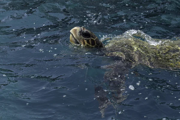 绿海龟Caretta Caretta浮出水面呼吸 — 图库照片