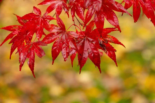 Branches Feuilles Érable Rouges Automne — Photo