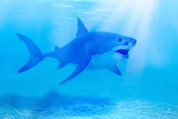 白鲨和深灰鲨在水里张嘴闭合 — 图库照片
