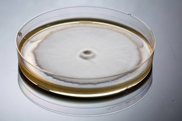 Placa Petri Ferramentas Laboratório — Fotografia de Stock