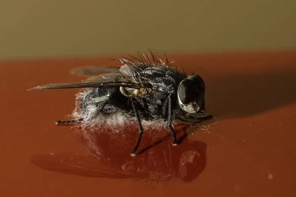 Creepy flesh fly on red surface closeup view