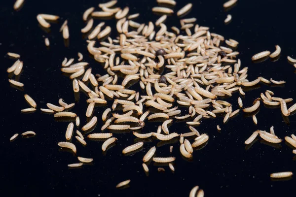 Uma Visão Close Monte Pequenas Larvas Brancas Rastejando Uma Superfície — Fotografia de Stock