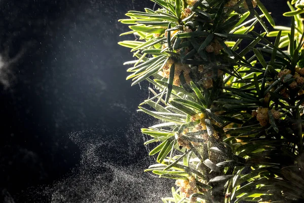 Una Vista Ravvicinata Della Nebbia Acqua Forma Sistema Irrigazione Giardino — Foto Stock