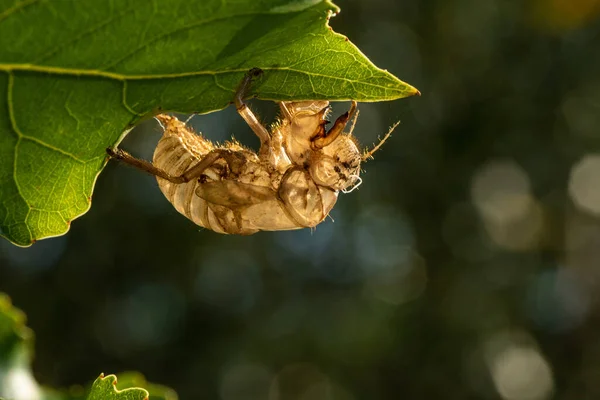 Krásný Bokeh Vidět Exuviae Exoskeleton Kůže Pozůstatky Roztavené Cicada Brouka — Stock fotografie