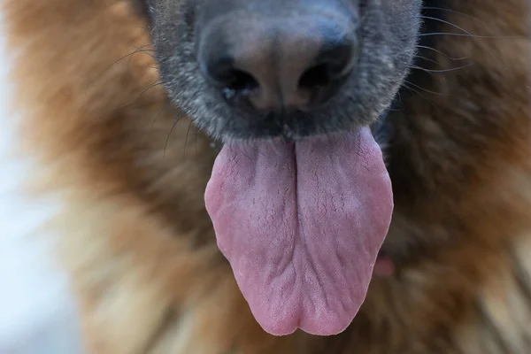 An extreme close-up view on the tongue of a large pet dog. Sitting outdoors on a warm day with tongue hanging from mouth.
