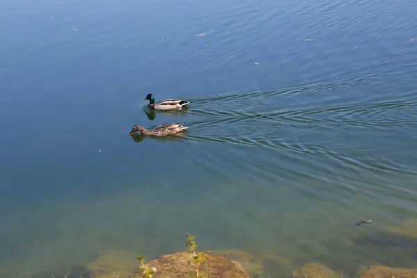 Pair Mated Mallard Ducks Seen Swimming Together Lake Nature Beautiful — Stock Photo, Image