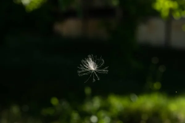 Macro View Seed Common Dandelion Taraxacum Airborne Nature Copy Space — Stock Photo, Image