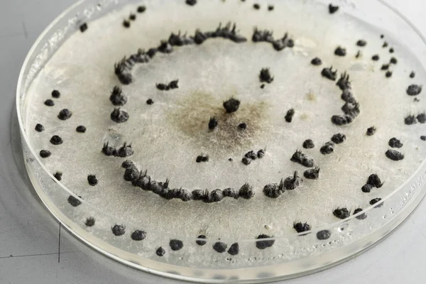 Solide Colonias Negras Peludas Bacterianas Fúngicas Crecen Petr — Foto de Stock