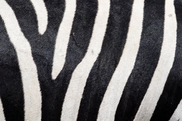 Afrikalı Bir Zebranın Desenli Vücuduna Aşırı Yakın Çekim Doğada Büyük — Stok fotoğraf