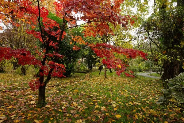 Parque Con Arce Rojo Hojas Amarillas Suelo Otoño — Foto de Stock