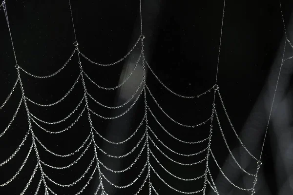 万圣节的主题是 露珠滴在一个白色蜘蛛网上 上面有一个黑色的芭蕾 — 图库照片
