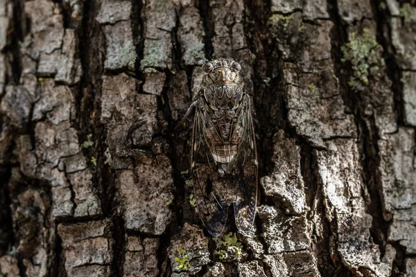 Veduta Ravvicinata Dorsale Una Cicada Alata Appoggiata Tronco Albero Che — Foto Stock