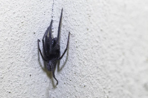 Une Grande Araignée Cache Dans Coin Une Maison Aux Murs — Photo