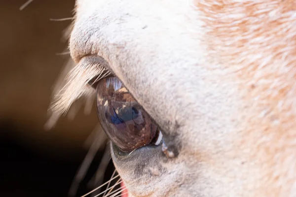 An extreme close up macro view on the eye of a white horse, with soft reflections in the eyeball of livestock in farm pasture. With copy space on the left.